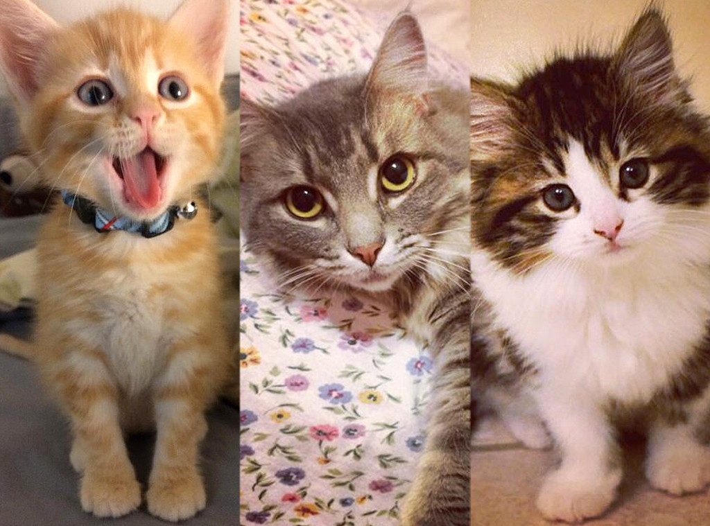 E!'s Cutest Cat E!'s Cutest Cat